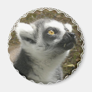 Lemurfotomagnet Magnet