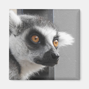 Lemurmagnet Magnet
