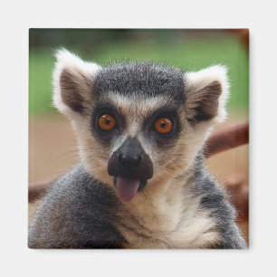Lemurmagnet Magnet