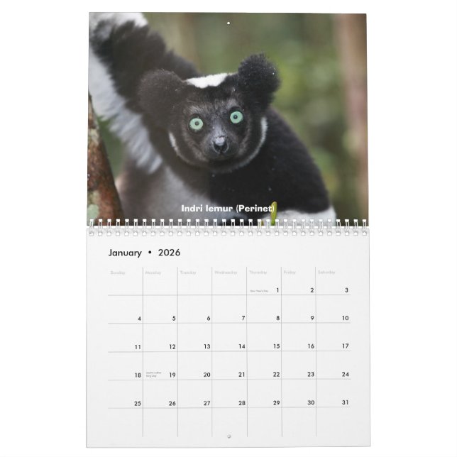 Lemurs av den Madagascar kalendern Kalender (Jan 2026)