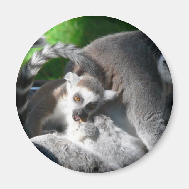 Lemurs Eating Magnet (Framsidan)