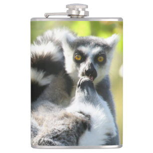 Lemurs i Madagaskar Fickplunta
