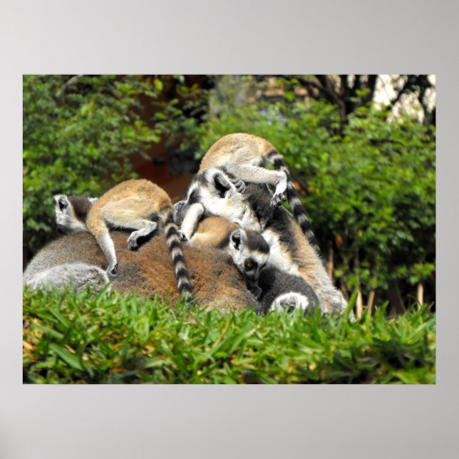 Lemurs med Ring Poster (Framsidan)