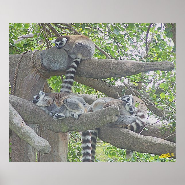 Lemurs Poster (Framsidan)