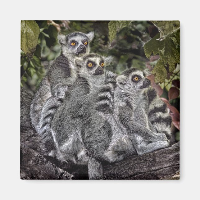 Lemurs Ringtail Magnet (Framsidan)
