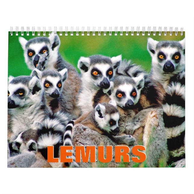 Lemurs Wall Calendar Kalender (Omslag)