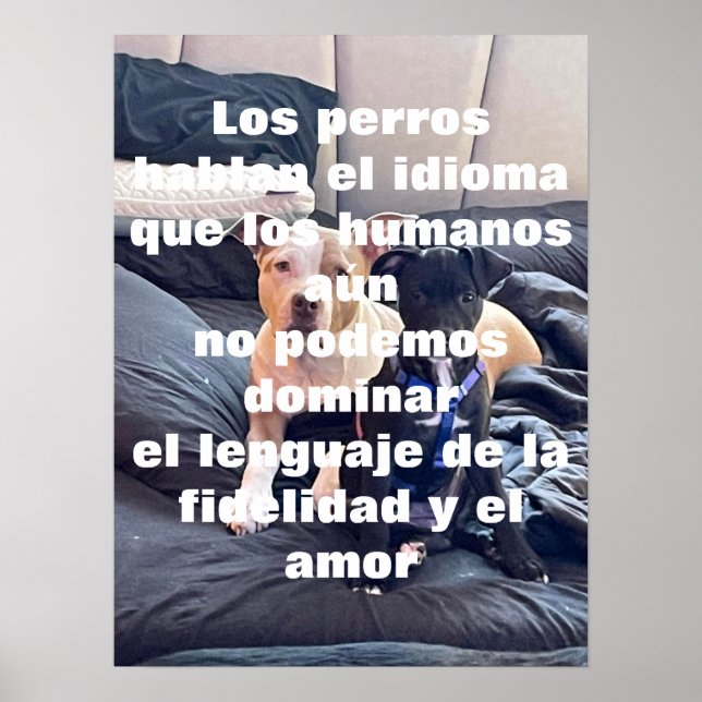 lenguaje animal poster (Framsidan)