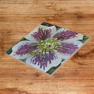 Lenten Ro Hellebore Blommigt Ceramic Tile Kakelplatta
