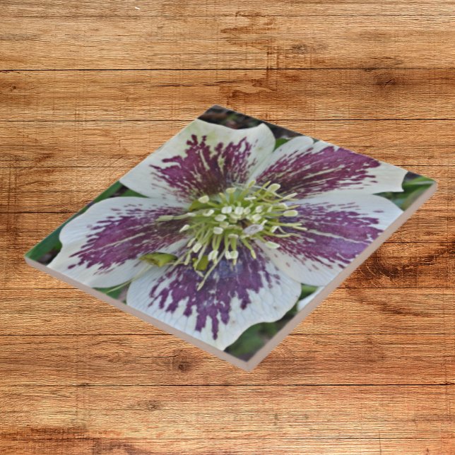 Lenten Ro Hellebore Blommigt Ceramic Tile Kakelplatta (In Situ)