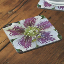 Lenten Ro Hellebore Blommigt