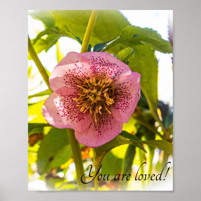 Lenten Ro. Helleborus. Du är älskad! Poster (Framsidan)