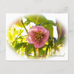 Lenten Ro. Helleborus. Du är älskad! Vykort