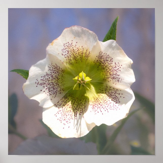 Lenten Ro. Helleborus Poster (Framsidan)