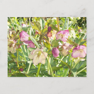 Lenten Ro Postcard Vykort
