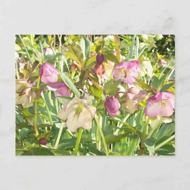 Lenten Ro Postcard Vykort (Framsida)