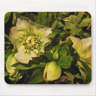 Lenten rosa Hellebore Musmatta