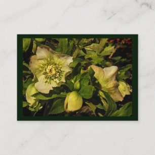 Lenten rosa HelleboreATC Visitkort
