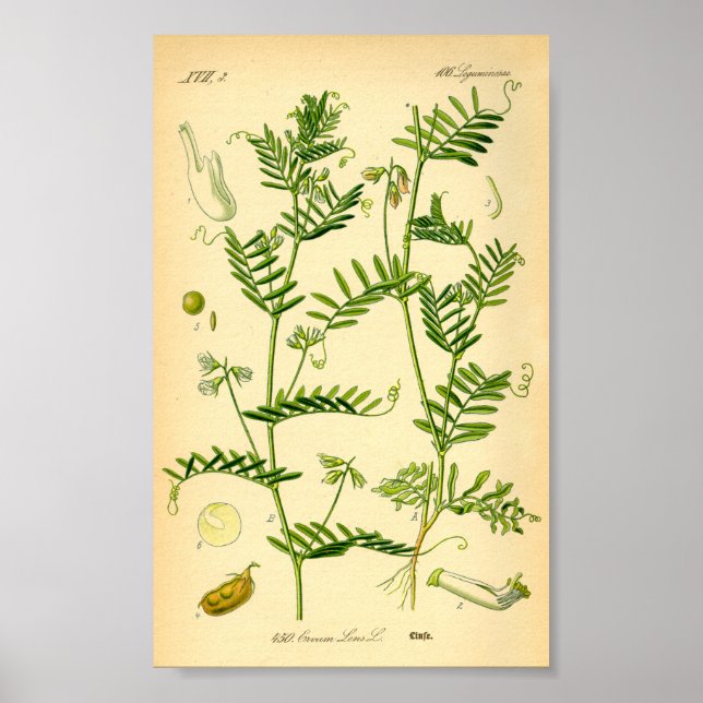 Lentil (Lens culinaris) Poster (Framsidan)