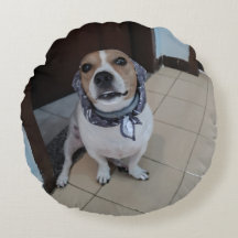Leo den söta och vänliga jack russell