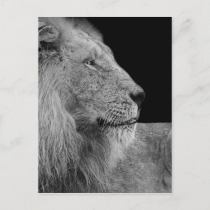 LEO LEJONA Kung i Jungle i Black and White Vykort