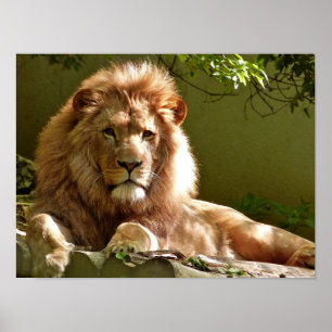 Leo Poster