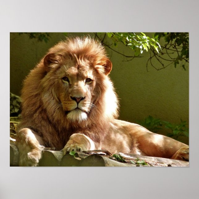 Leo Poster (Framsidan)