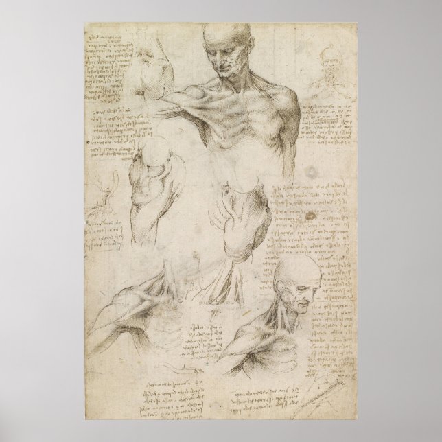 Leonardo Anatomical Teckning i Shoulder och Nacke Poster (Framsidan)
