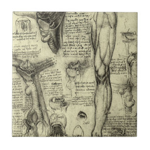Leonardo da Vinci Ålderdomlig Människans Anatomi S Kakelplatta