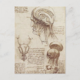 Leonardo da Vinci - Brain Physiology Vykort
