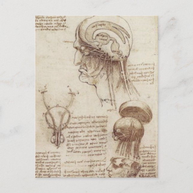 Leonardo da Vinci - Brain Physiology Vykort (Framsida)