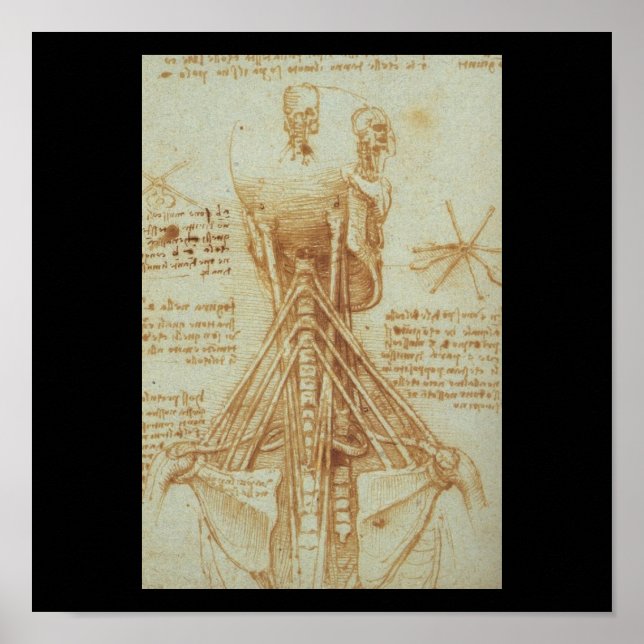 Leonardo Da Vinci C. Anatomin i Nacke. 1515 Poster (Framsidan)