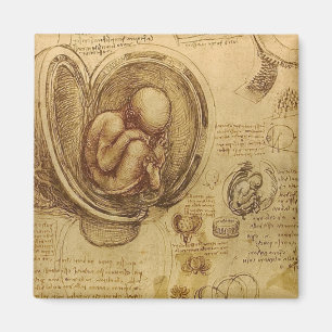 Leonardo Da Vinci - studie av anatomi Magnet