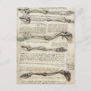 Leonardo Da Vinci: Studier av armen vid bicepsen Vykort