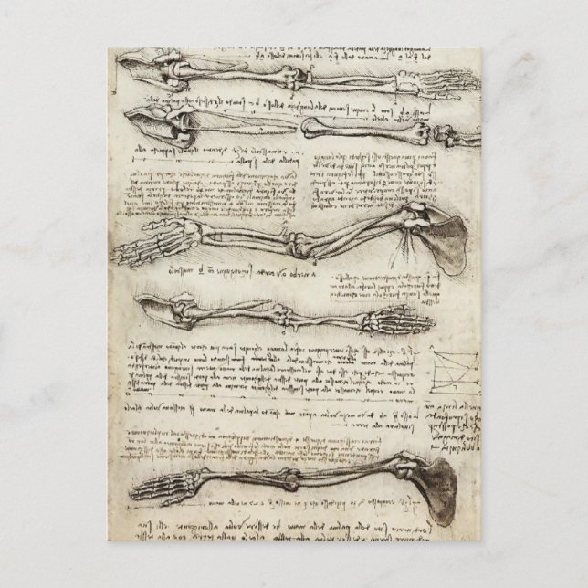 Leonardo Da Vinci: Studier av armen vid bicepsen Vykort (Framsida)
