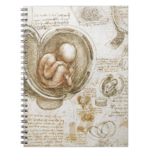 Leonardo Da Vinci studier av foster i skötet