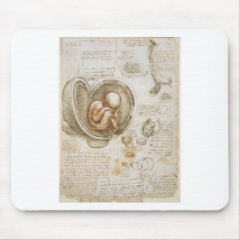 Leonardo Da Vinci studier av foster i skötet Musmatta