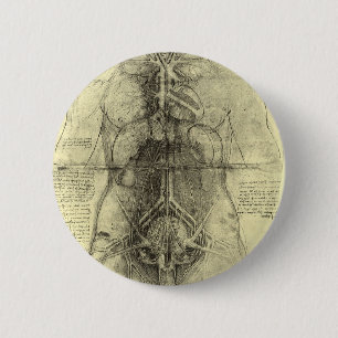 Leonardo da Vinci's Human Anatomy, Female Torso Knapp
