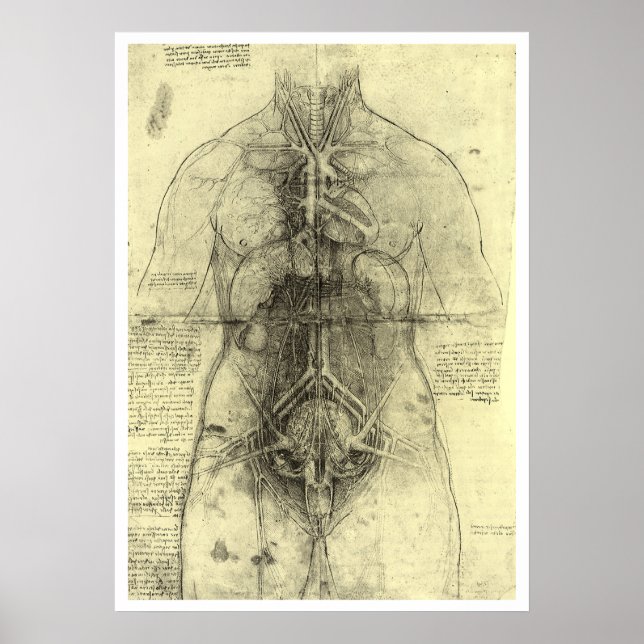 Leonardo da Vinci's Human Anatomy, Female Torso Poster (Framsidan)