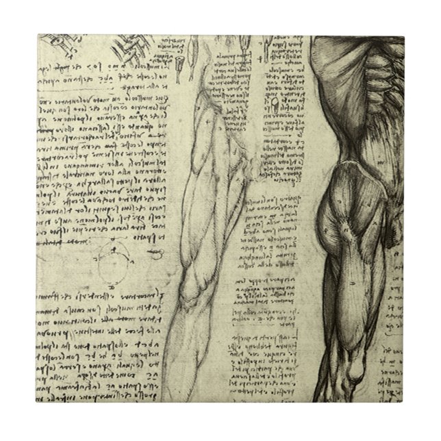 Leonardo da Vinci's Human Anatomy Male Muscles Kakelplatta (Framsidan)