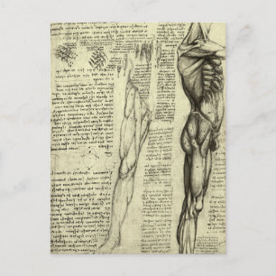 Leonardo da Vinci's Human Anatomy Male Muscles Vykort