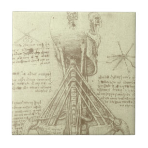 Leonardo da Vinci's Human Anatomy Spinal Column Kakelplatta
