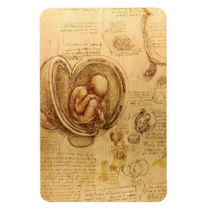 Leonardo da Vincis undersökning av baby fetus Magnet