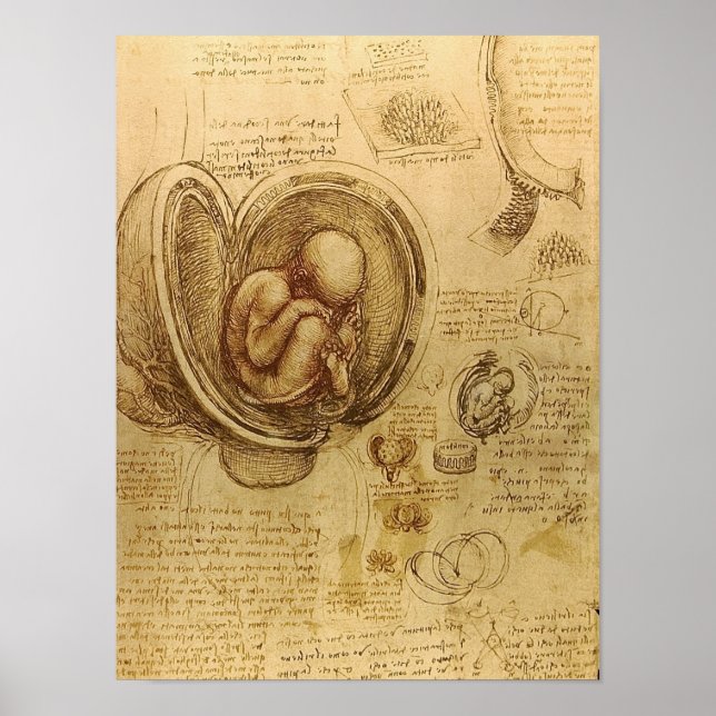 Leonardo da Vincis undersökning av baby fetus Poster (Framsidan)