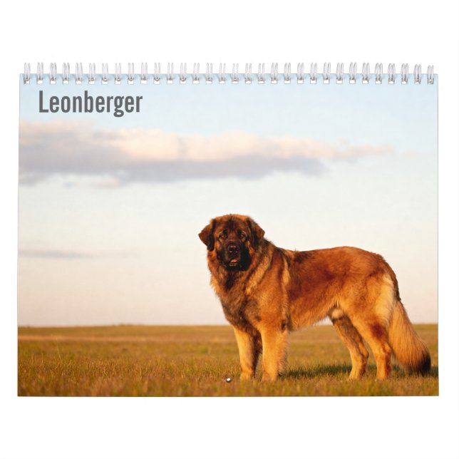 Leonberger 2027 Väggkalender Kalender (Omslag)