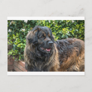 leonberger 3 vykort