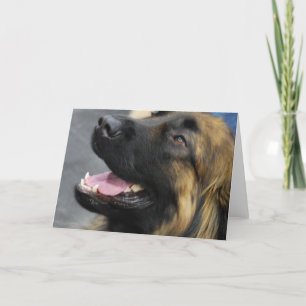Leonberger hälsningkort kort