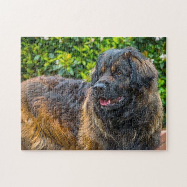 Leonberger Hund aveln Jigszawa. Pussel (Horisontell)