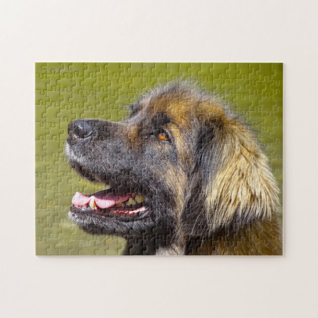 Leonberger Hund aveln Jigszawa. Pussel (Horisontell)