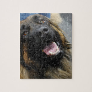Leonberger hund aveln pussel