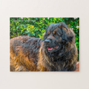 Leonberger hund. pussel